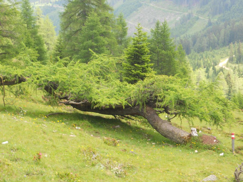 Pension Alte Muehle Gmünd Dış mekan fotoğraf